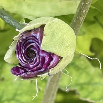 historia de resiliencia